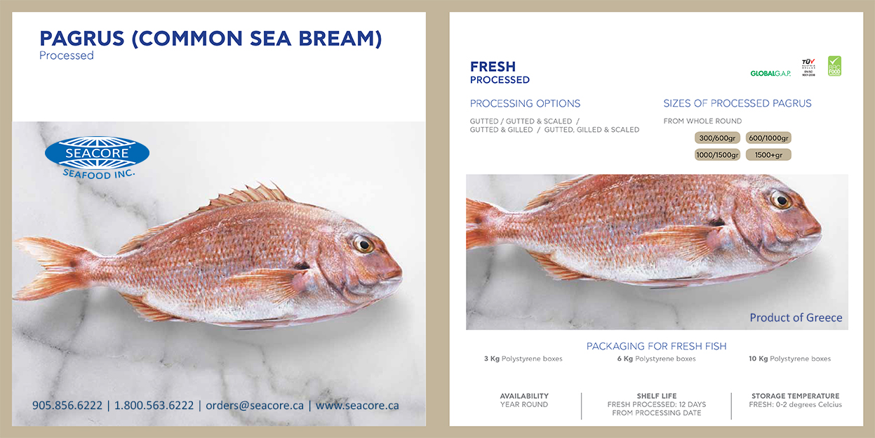 Red Bream Pagrus Madai Snapper